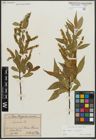 Foto von Salix alba L. x Salix fragilis L.
